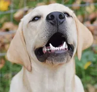 Olive, a female Labrador Retriever for sale in Coatesville, PA – 5 of 9