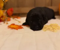 August, a male Labrador Retriever for sale in Coatesville, PA – 4 of 7