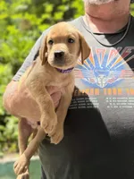 Chowder, a male Labrador Retriever for sale in Coatesville, PA – 4 of 7