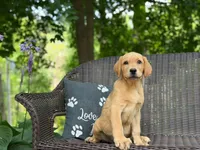 Beets, a male Labrador Retriever for sale in Coatesville, PA – 3 of 6