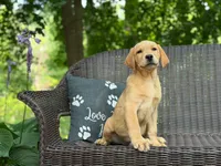 Beets, a male Labrador Retriever for sale in Coatesville, PA – 4 of 6