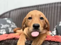 Olive, a female Labrador Retriever for sale in Coatesville, PA – 1 of 9