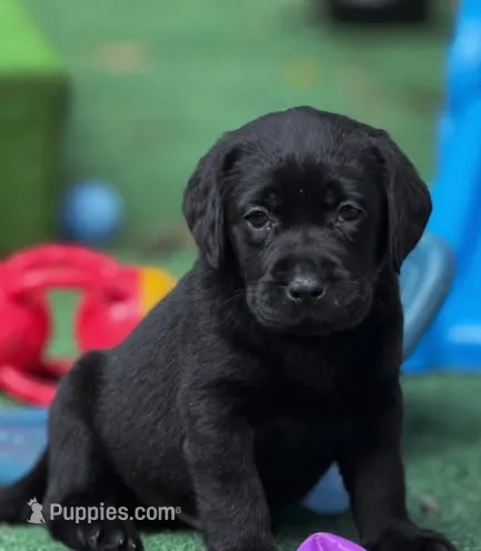 August – Labrador Retriever puppy for sale in Coatesville, PA