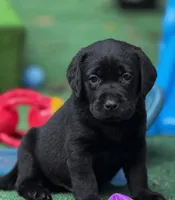 August, a male Labrador Retriever for sale in Coatesville, PA – 1 of 7