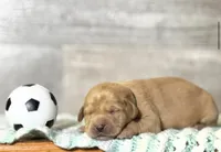Olive, a female Labrador Retriever for sale in Coatesville, PA – 3 of 9
