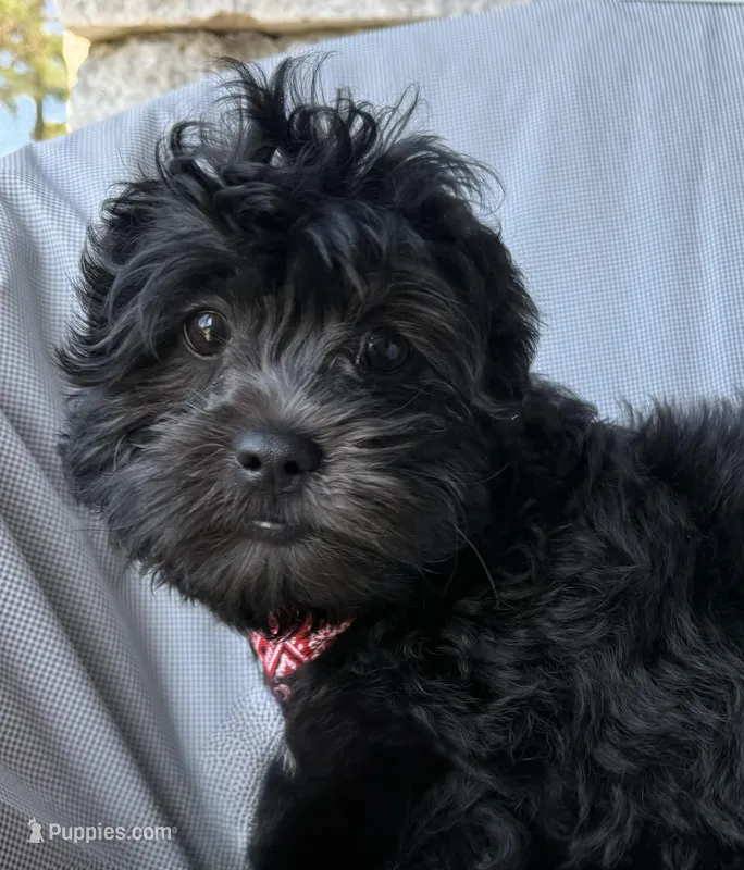 Gucci – Shihpoo puppy for sale in Poteau, OK