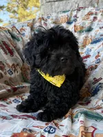 Gucci, a male Shihpoo for sale in Poteau, OK – Photo 5 of 10