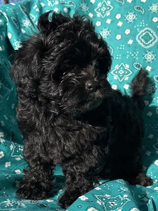 Gucci – Shihpoo puppy for sale in Poteau, OK
