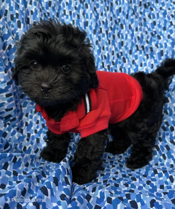 Gucci – Shihpoo puppy for sale in Poteau, OK
