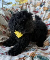 Gucci, a male Shihpoo for sale in Poteau, OK – Photo 4 of 10