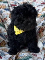 Gucci, a male Shihpoo for sale in Poteau, OK – Photo 1 of 10