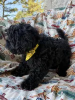 Gucci, a male Shihpoo for sale in Poteau, OK – Photo 7 of 10
