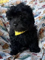 Gucci, a male Shihpoo for sale in Poteau, OK – Photo 2 of 10