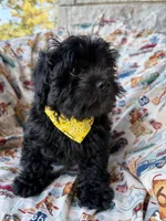 Gucci, a male Shihpoo for sale in Poteau, OK – Photo 9 of 10