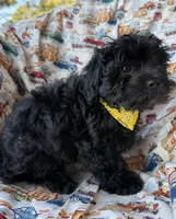 Gucci, a male Shihpoo for sale in Poteau, OK – Photo 6 of 10