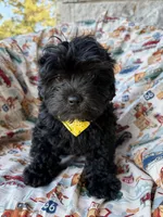 Gucci, a male Shihpoo for sale in Poteau, OK – Photo 8 of 10