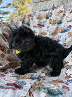 Gucci, a male Shihpoo for sale in Poteau, OK – Photo 10 of 10