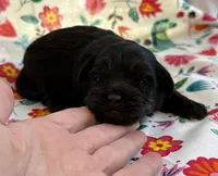 processed/f96747b5-3f17-4238-835e-7cedb4a76c24/listing/171e48f1-c319-46b8-b4ee-48d1415c2340/f1750996-0d8a-43c2-b53a-c1bd49a59f97