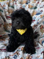 Gucci, a male Shihpoo for sale in Poteau, OK – Photo 3 of 10