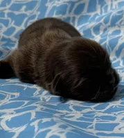 AKC Snickers, a male Shih Tzu for sale in Poteau, OK – Photo 4 of 10