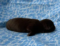 AKC Snickers, a male Shih Tzu for sale in Poteau, OK – Photo 9 of 10