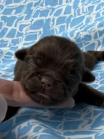 AKC Snickers, a male Shih Tzu for sale in Poteau, OK – Photo 2 of 10