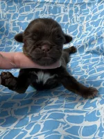 AKC Snickers, a male Shih Tzu for sale in Poteau, OK – Photo 7 of 10