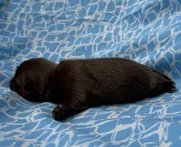 AKC Snickers, a male Shih Tzu for sale in Poteau, OK – Photo 8 of 10