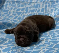 AKC Snickers, a male Shih Tzu for sale in Poteau, OK – Photo 10 of 10