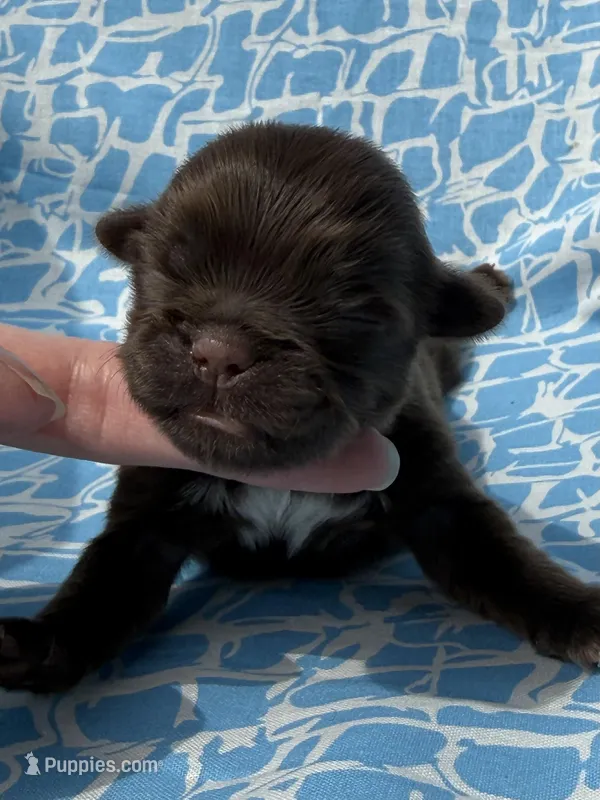 AKC Snickers, a male Shih Tzu for sale in Poteau, OK – Photo 1 of 10