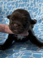 AKC Snickers, a male Shih Tzu for sale in Poteau, OK – Photo 1 of 10