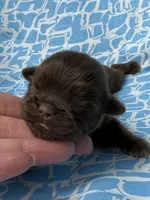 AKC Snickers, a male Shih Tzu for sale in Poteau, OK – Photo 5 of 10