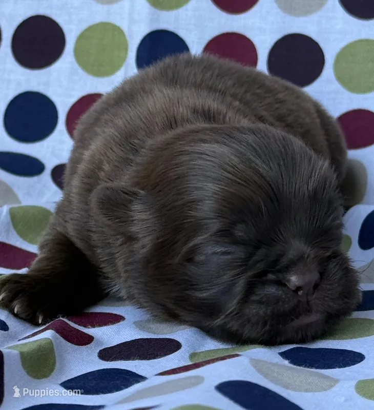 AKC Snickers – Shih Tzu puppy for sale in Poteau, OK