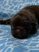 AKC Snickers, a male Shih Tzu for sale in Poteau, OK – Photo 3 of 10