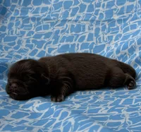 AKC Snickers, a male Shih Tzu for sale in Poteau, OK – Photo 6 of 10