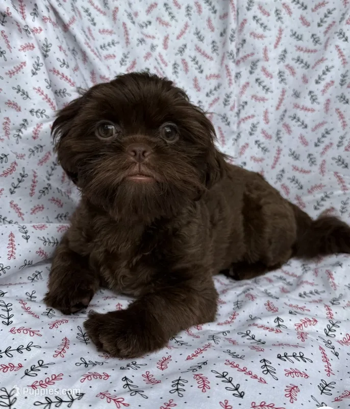 AKC Snickers – Shih Tzu puppy for sale in Poteau, OK