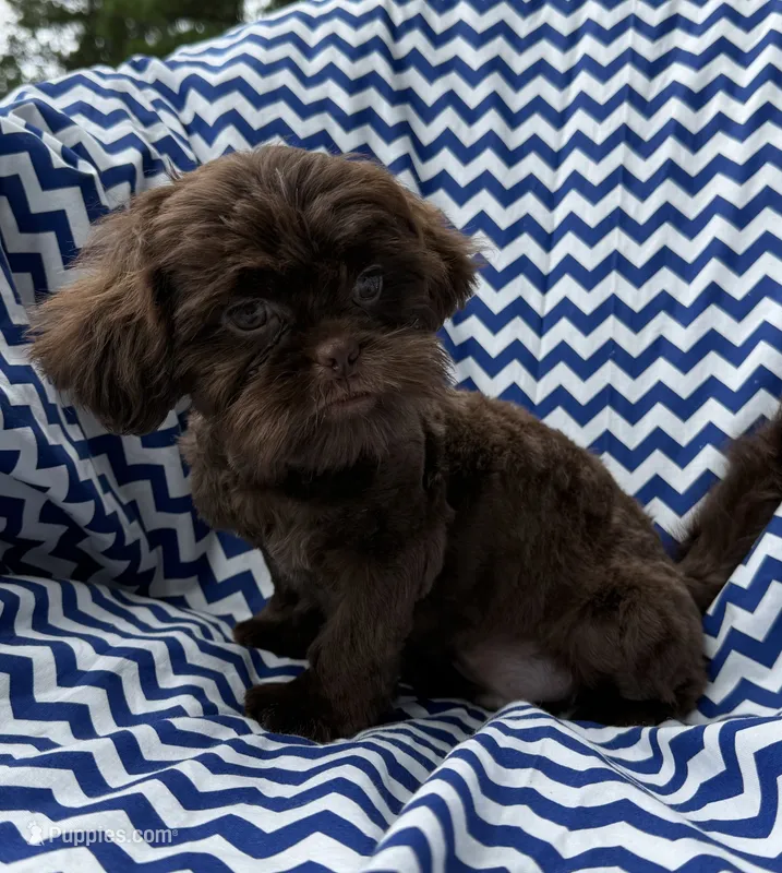 AKC Snickers – Shih Tzu puppy for sale in Poteau, OK