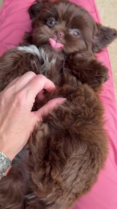 AKC Snickers, a male Shih Tzu for sale in Poteau, OK – 10 of 10