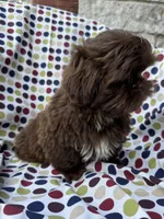 AKC Snickers, a male Shih Tzu for sale in Poteau, OK – 6 of 10