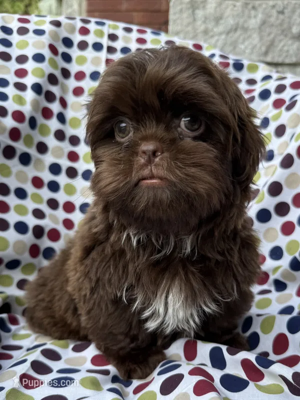 AKC Snickers – Shih Tzu puppy for sale in Poteau, OK