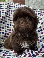 AKC Snickers, a male Shih Tzu for sale in Poteau, OK – 1 of 10