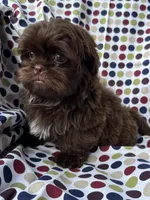 AKC Snickers, a male Shih Tzu for sale in Poteau, OK – 8 of 10