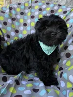 Armani, a male Shihpoo for sale in Poteau, OK – Photo 5 of 10