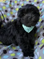 Armani, a male Shihpoo for sale in Poteau, OK – Photo 3 of 10
