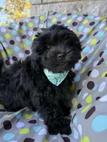 Armani, a male Shihpoo for sale in Poteau, OK – Photo 10 of 10