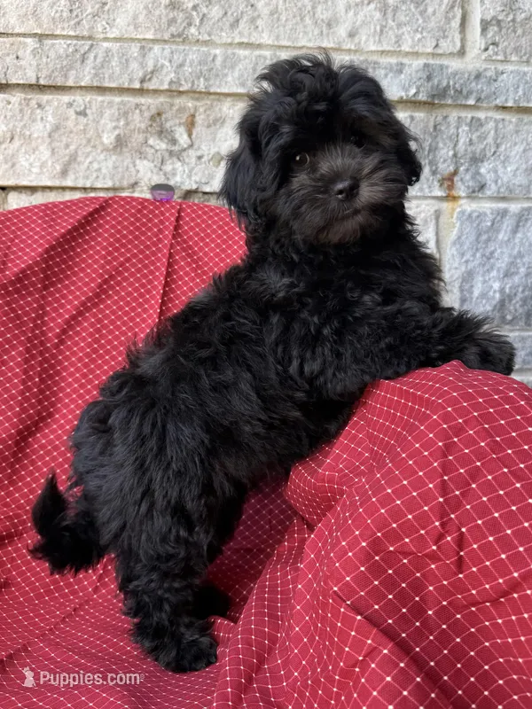 Armani – Shihpoo puppy for sale in Poteau, OK