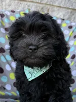 Armani, a male Shihpoo for sale in Poteau, OK – Photo 1 of 10