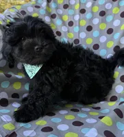 Armani, a male Shihpoo for sale in Poteau, OK – Photo 2 of 10
