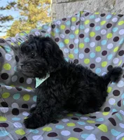 Armani, a male Shihpoo for sale in Poteau, OK – Photo 9 of 10