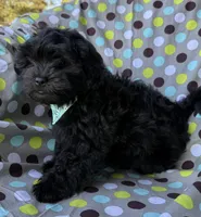Armani, a male Shihpoo for sale in Poteau, OK – Photo 7 of 10